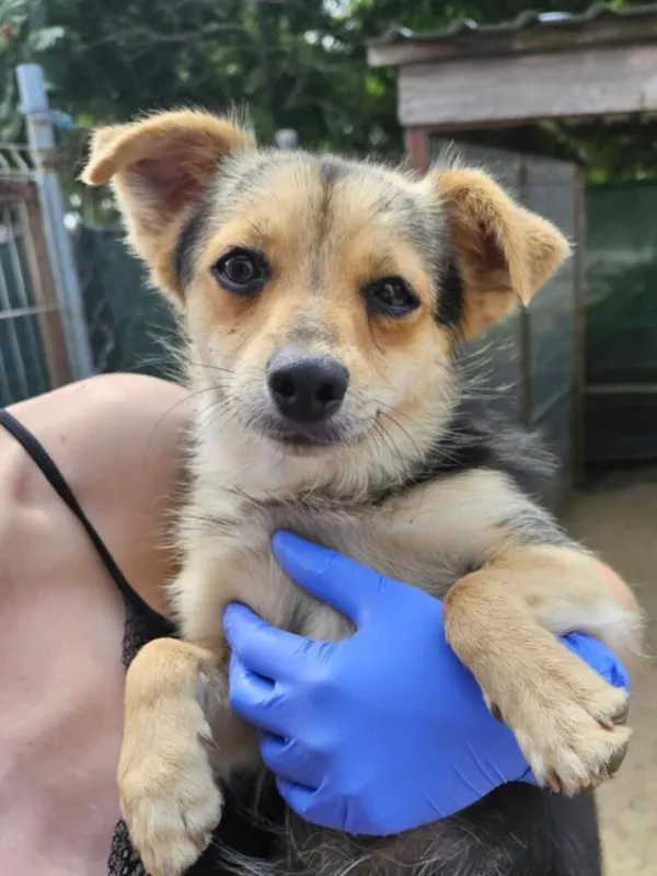 Pies do adopcji, Przyborówko, 15 lipca 2025 (1/3)