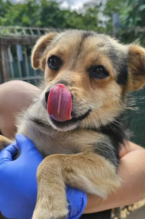 Pies do adopcji, Przyborówko, 15 lipca 2025 (2/3)