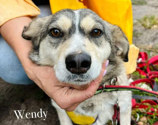 Pies do adopcji, Przyborówko, 15 lipca 2025 (1/4)