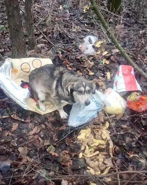 Pies do adopcji, Przyborówko, 15 lipca 2025 (2/4)