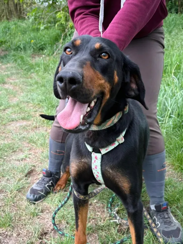 Pies do adopcji, Przyborówko, 15 lipca 2025 (2/3)