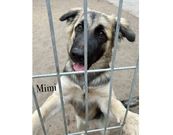 Pies do adopcji, Przyborówko, 15 lipca 2025 (3/3)