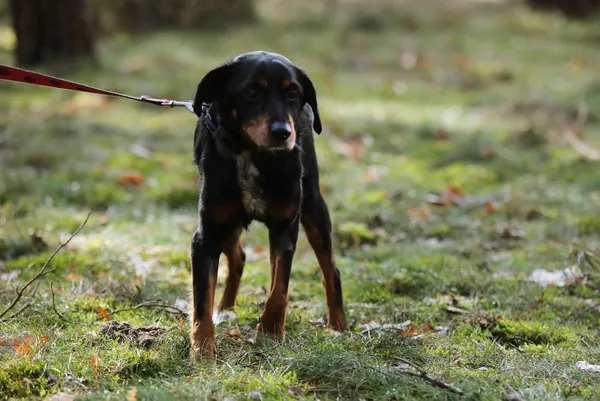 Pies do adopcji, Piła, 15 lutego 2025 (5/5)