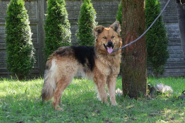 Pies do adopcji, Bełchatów, 21 marca 2025 (1/5)