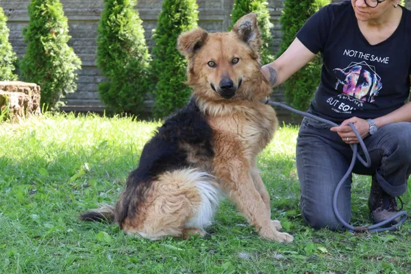 Pies do adopcji, Bełchatów, 21 marca 2025 (2/5)