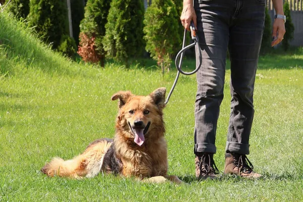 Pies do adopcji, Bełchatów, 21 marca 2025 (4/5)