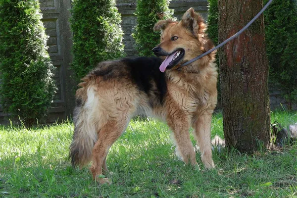 Pies do adopcji, Bełchatów, 21 marca 2025 (5/5)