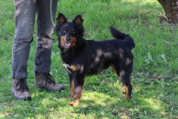 Pies do adopcji, Bełchatów, 26 lutego 2025 (2/5)