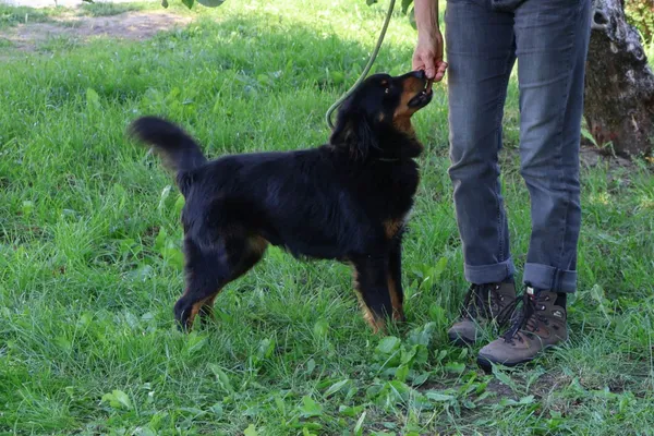 Pies do adopcji, Bełchatów, 26 lutego 2025 (3/5)