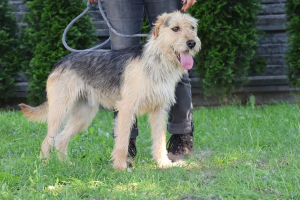 Pies do adopcji, Bełchatów, 27 października 2023 (1/5)