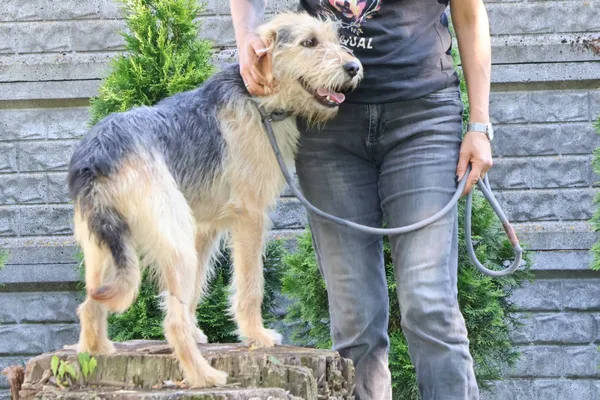 Pies do adopcji, Bełchatów, 27 października 2023 (2/5)