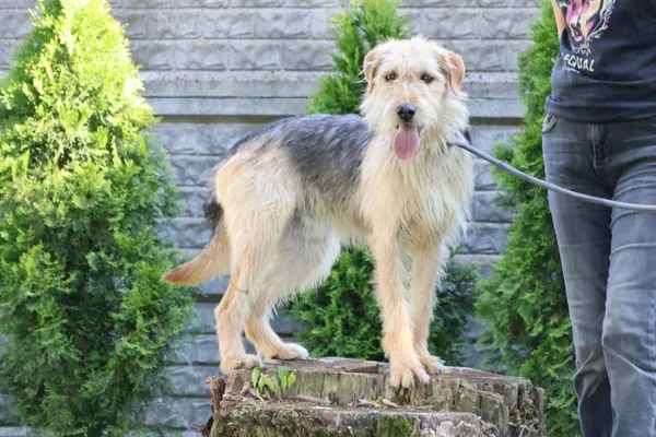 Pies do adopcji, Bełchatów, 27 października 2023 (3/5)