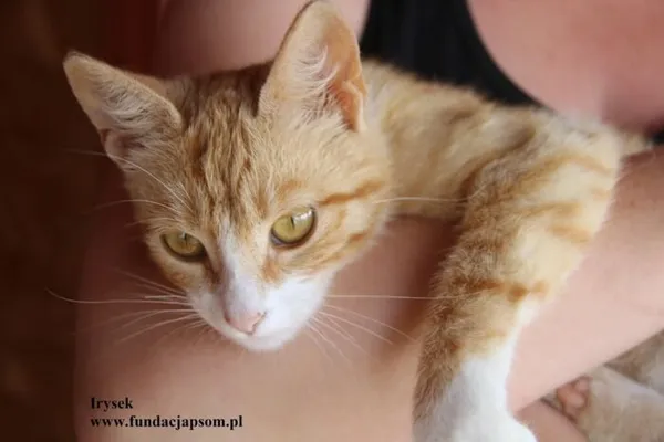 Kot do adopcji, Nowy Dwór Mazowiecki, 15 lipca 2025 (1/5)