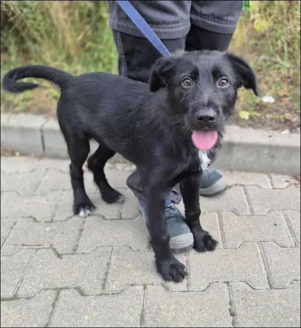 Znaleziono psa, Grudziądz, 14 lipca 2025