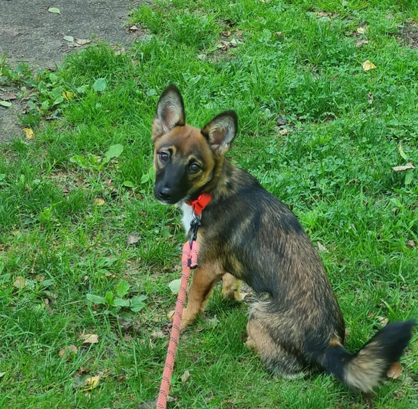 Pies do adopcji, Włocławek, 16 lipca 2025 (2/3)