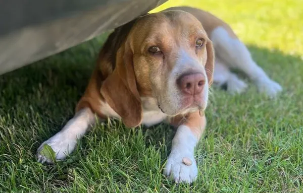 Zaginął pies, Wężyki, 16 lipca 2025 (1/2)