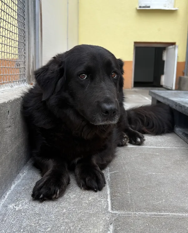 Znaleziono psa, Gdańsk, 16 lipca 2025