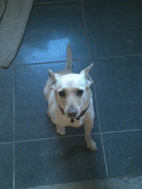 Zaginął pies, Kąty Opolskie, 16 lipca 2025 (1/3)