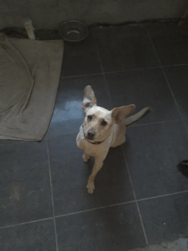 Zaginął pies, Kąty Opolskie, 16 lipca 2025 (3/3)