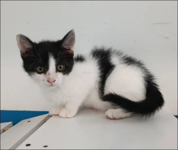 Znaleziono kota, Grudziądz, 12 czerwca 2025