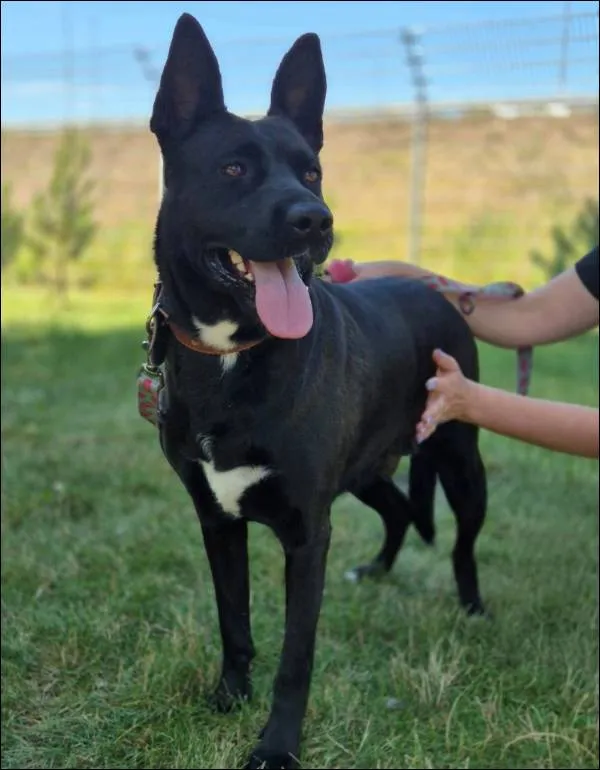 Znaleziono psa, Grudziądz, 20 maja 2025