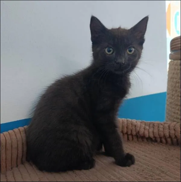 Znaleziono kota, Grudziądz, 18 czerwca 2025