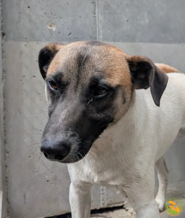 Znaleziono psa, Skałowo, 16 lipca 2025 (1/4)