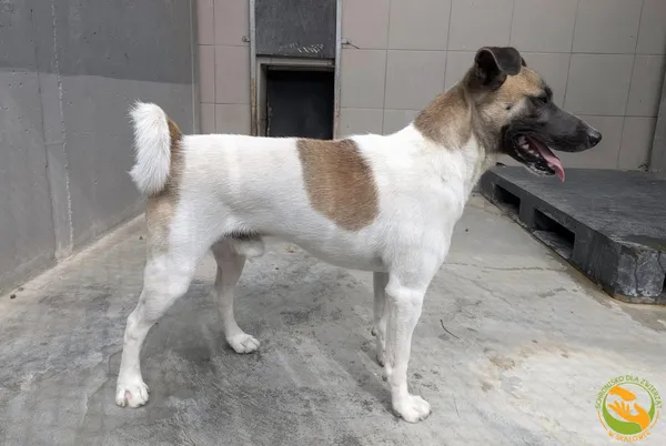 Znaleziono psa, Skałowo, 16 lipca 2025 (2/4)