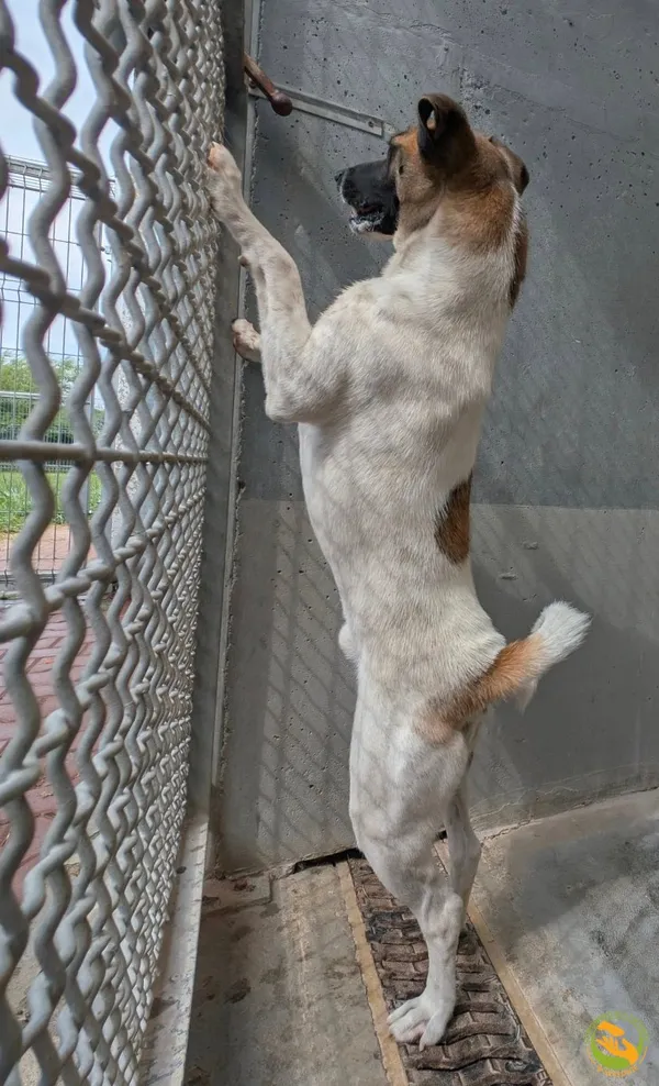 Znaleziono psa, Skałowo, 16 lipca 2025 (4/4)