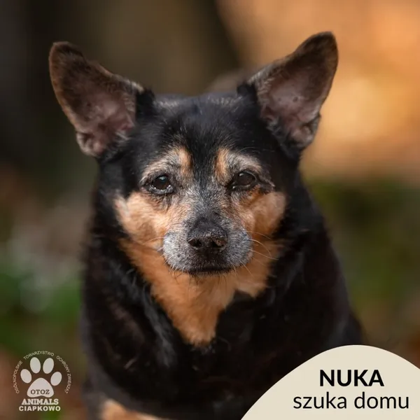 Pies do adopcji, Gdynia, 16 lipca 2025 (1/4)