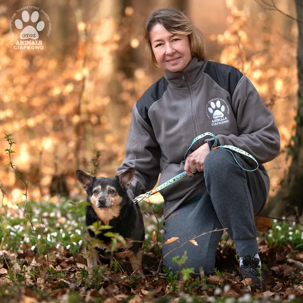 Pies do adopcji, Gdynia, 16 lipca 2025 (2/4)