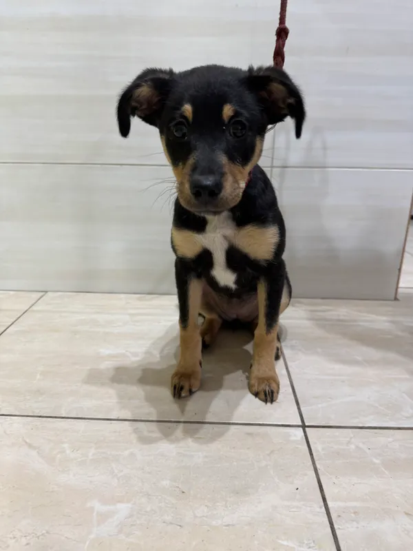 Znaleziono psa, Czartki, 16 lipca 2025