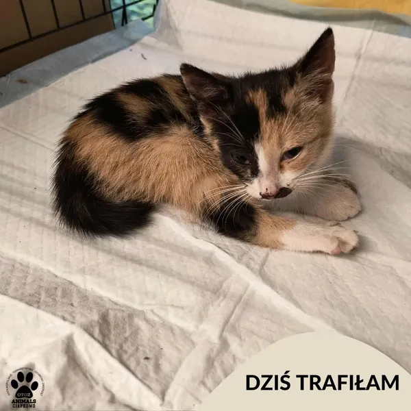 Znaleziono kota, Gdynia, 15 lipca 2025