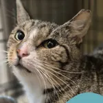 Znaleziono kota