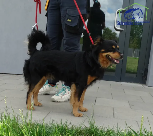 Znaleziono psa, Szczecin, 16 lipca 2025 (1/2)