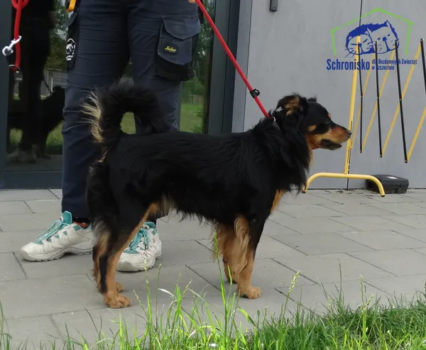 Znaleziono psa, Szczecin, 16 lipca 2025 (2/2)