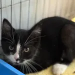 Znaleziono kota