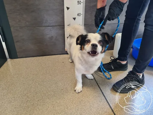 Znaleziono psa, Chełmek, 16 lipca 2025