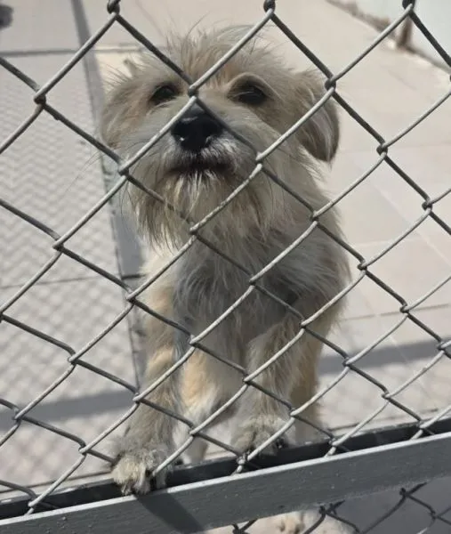 Znaleziono psa, Radom, 16 lipca 2025