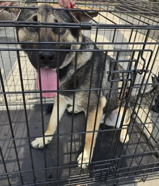 Znaleziono psa, Radom, 14 lipca 2025