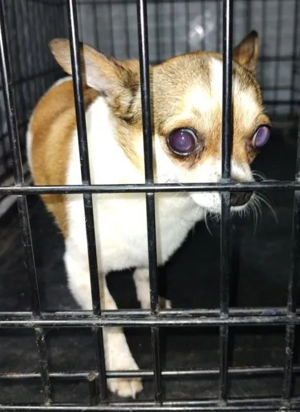 Znaleziono psa, Radom, 14 lipca 2025