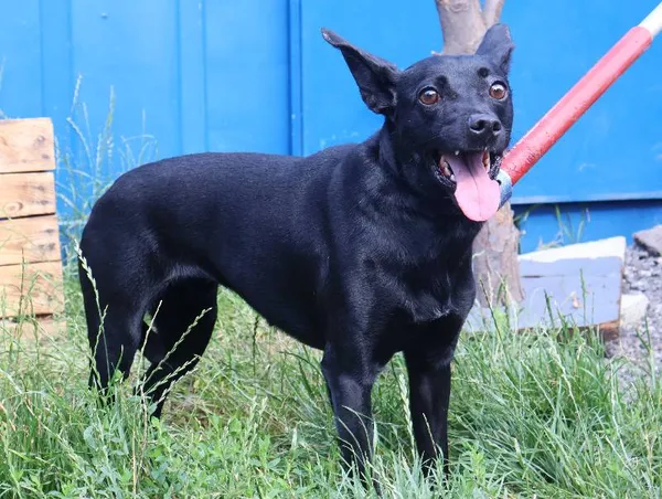 Znaleziono psa, Łódź, 16 lipca 2025 (1/3)