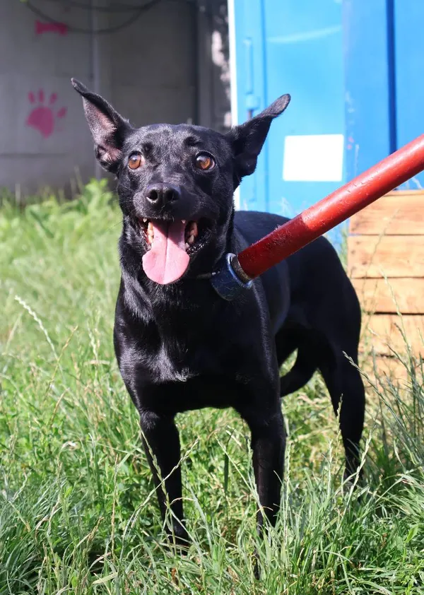 Znaleziono psa, Łódź, 16 lipca 2025 (3/3)