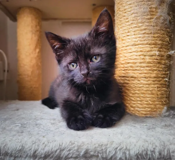 Kot do adopcji, Piła, 20 maja 2025 (2/3)