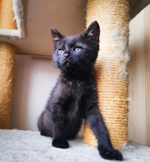 Kot do adopcji, Piła, 20 maja 2025 (3/3)