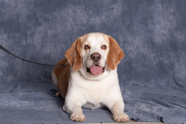 Pies do adopcji, Gdańsk, 16 lipca 2025