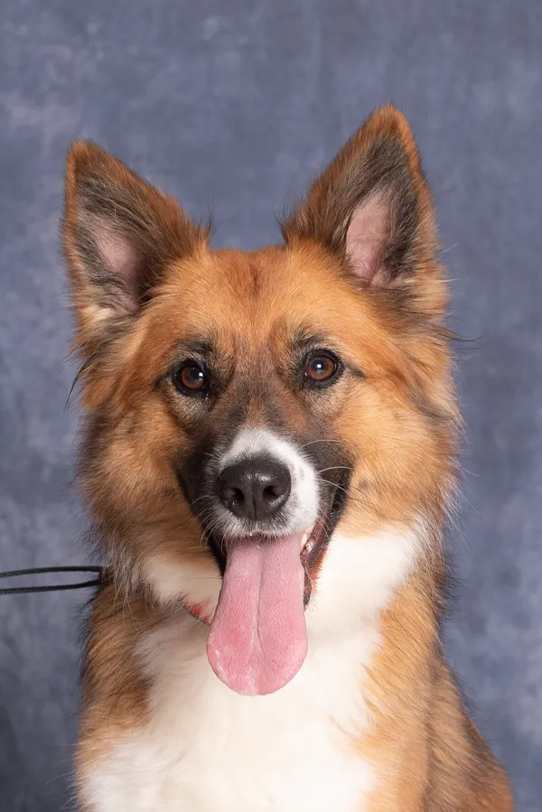 Pies do adopcji, Gdańsk, 20 czerwca 2025