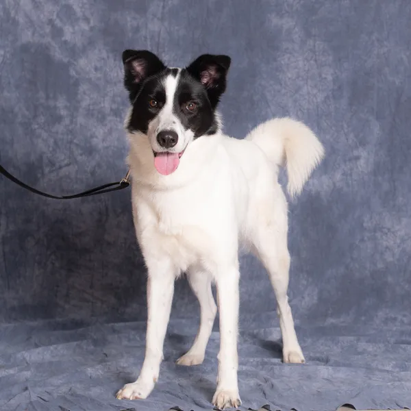 Pies do adopcji, Gdańsk, 9 lipca 2025