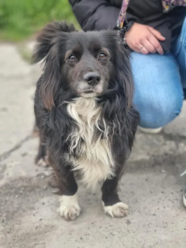 Znaleziono psa, Żywiec, 25 maja 2025 (1/5)