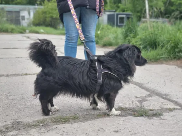 Znaleziono psa, Żywiec, 25 maja 2025 (5/5)